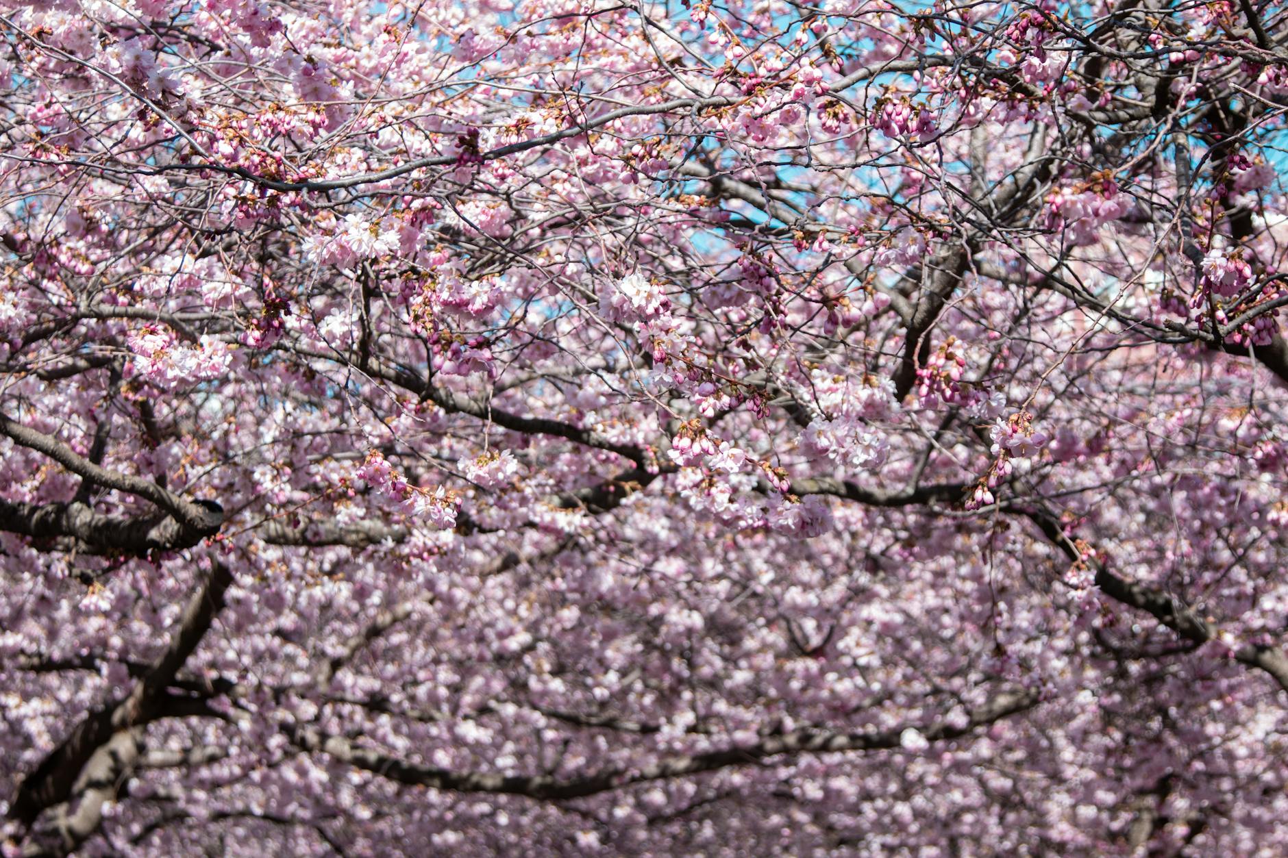Pink cherry blossom trees in full bloom along a walking path in Stockholm's Kungsträdgården park in spring